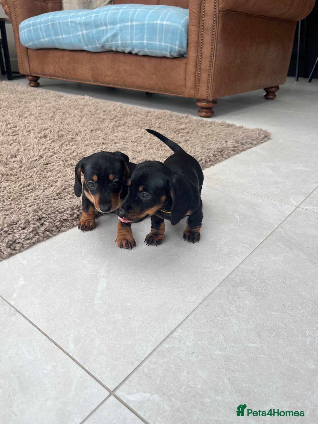 Miniature Dachshund dogs for sale: One beautiful Beautiful girl left  💜🐶  - Image 19