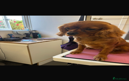 Cavalier King Charles Spaniel dogs for sale: Cavalier King Charles female  - Image 2