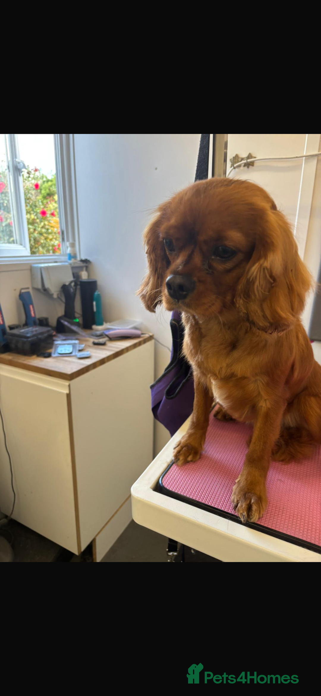 Cavalier King Charles Spaniel dogs for sale: Cavalier King Charles female  - Image 2