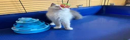 Ragdoll cats for sale: GCCF Сhampion Bloodline Ragdoll 5 GenPedigree 🏆🌟 - Advert 4