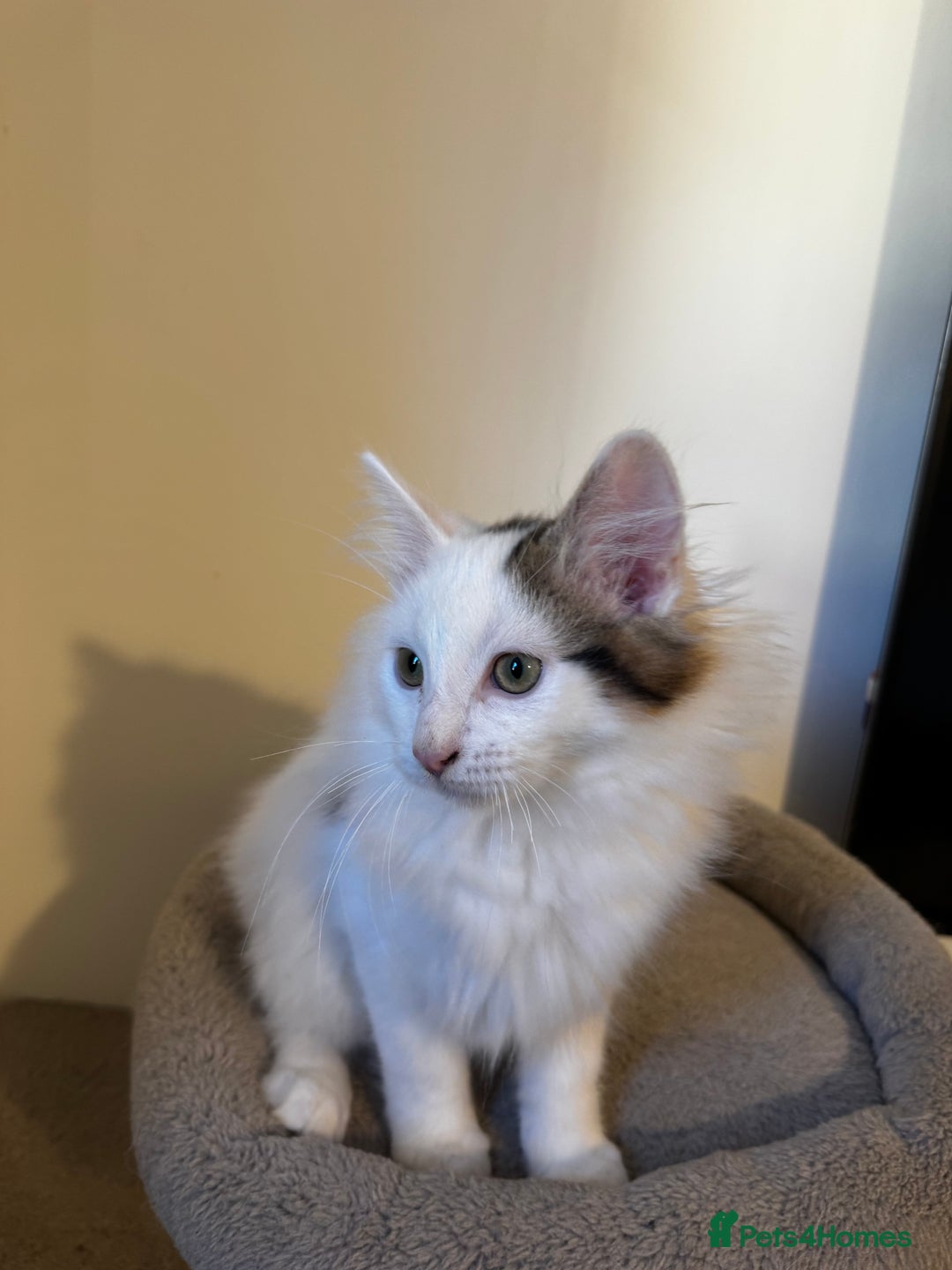 Mixed Breed cats for sale: Beautiful Ragdoll Kittens  - Advert 8