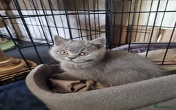 British Shorthair cats for sale: 3 Left Blue BSH Kittens Healthy GCCF Pedigree  - Image 5