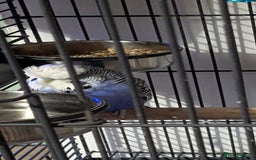 Budgerigars birds for sale: English exhibition budgies - Image 2