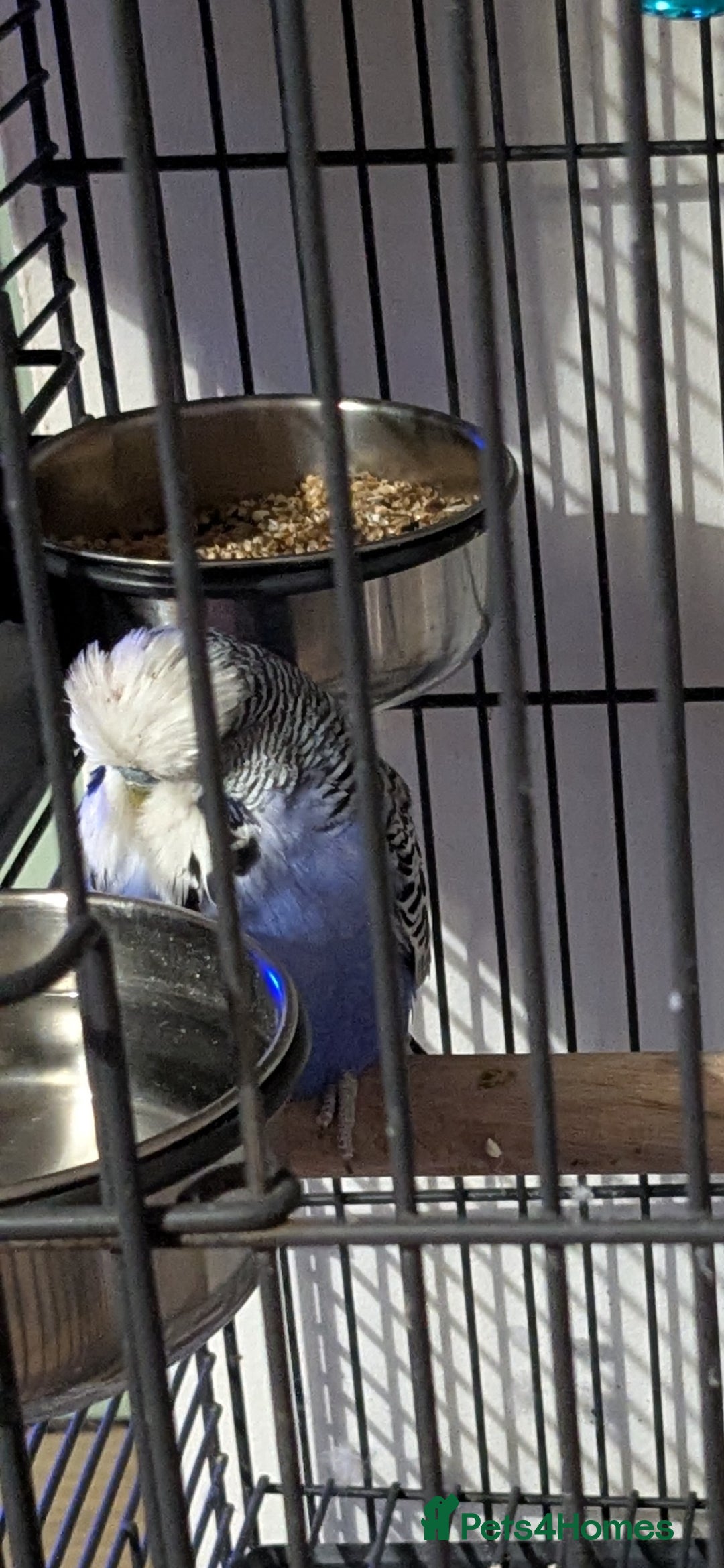 Budgerigars birds for sale: English exhibition budgies - Image 2