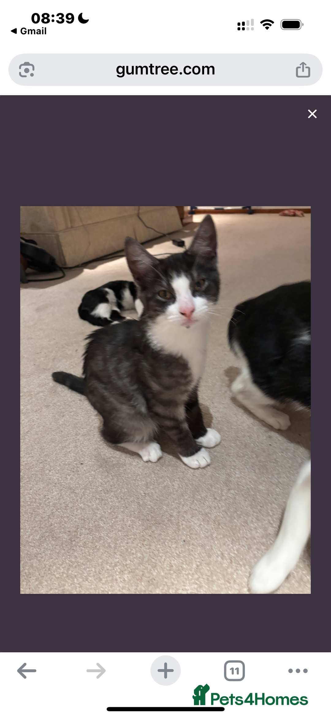 Mixed Breed cats for sale: Mixed Maine Coon & Randall Mix - Advert 4