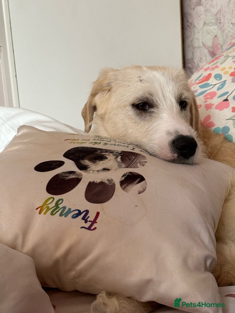 Mixed Breed dogs Meet Sunny, currently residing in Kent - Advert 2