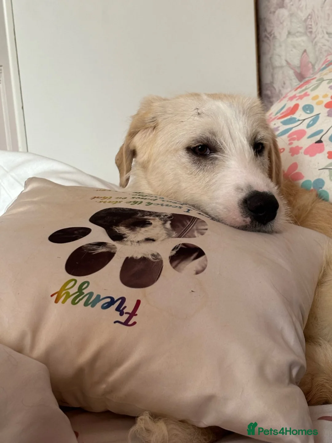 Mixed Breed dogs for adoption: Meet Sunny, currently residing in Kent - Advert 1