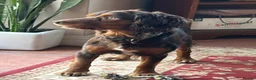 Cocker Spaniel dogs for sale: ✨ READY NOW Astrid KC Reg Cocker Spaniel ✨ - Advert 2