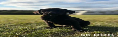 Labrador Retriever 3