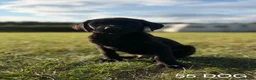 Labrador Retriever dogs for sale: Kc Health Tested Labrador puppies  - Advert 10