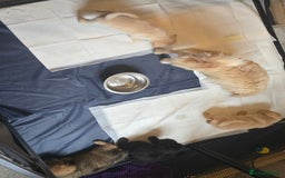 Mixed Breed dogs for sale: Mixed breed puppies. - Image 10