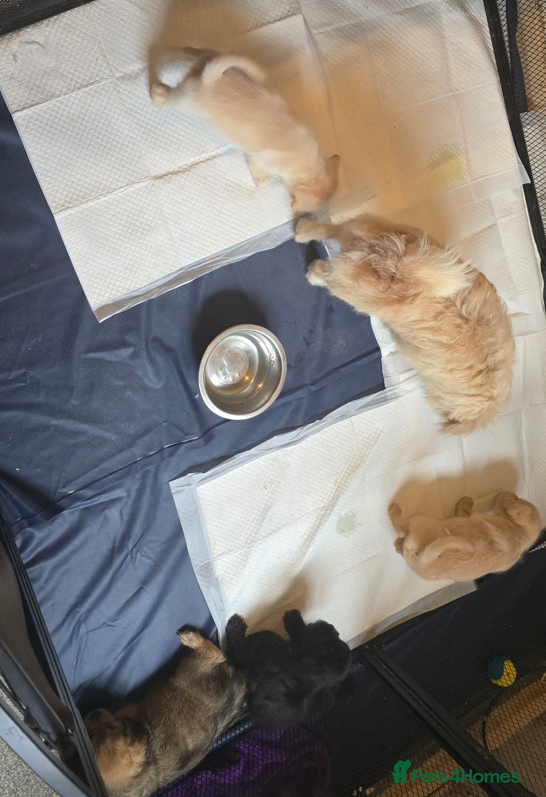 Mixed Breed dogs for sale: Mixed breed puppies. - Image 10