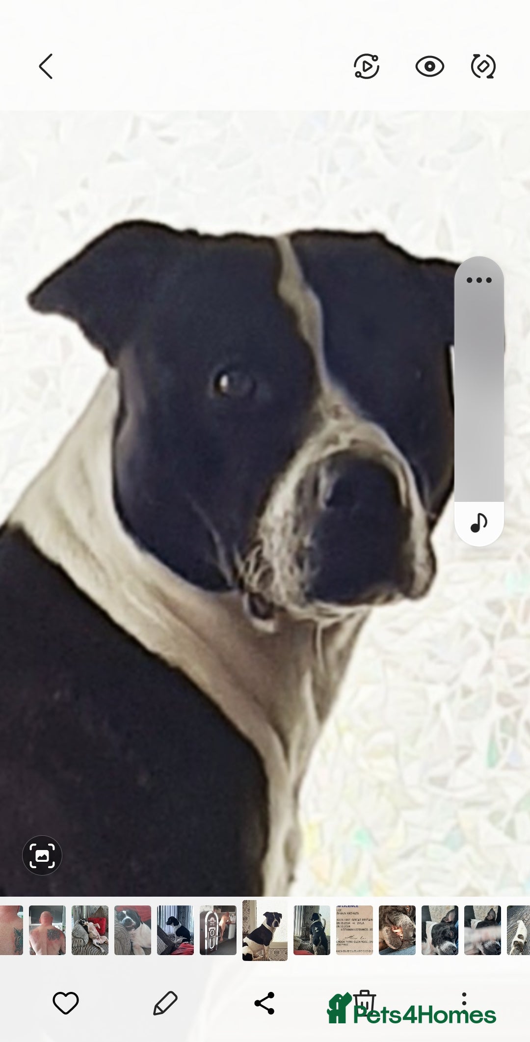 Staffordshire Bull Terrier dogs for stud: Buster ready for lady - Image 2