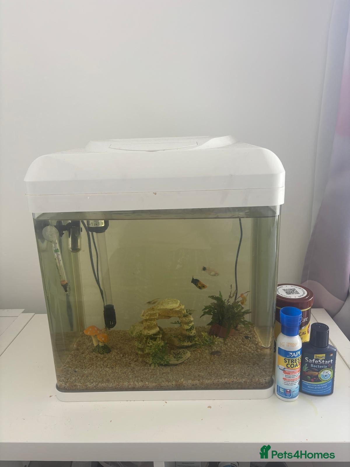 Platies fish Beautiful Aquarium with Platties, Loach & Shrimps - Advert 1