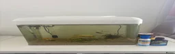 Platies fish for sale: Beautiful Aquarium with Platties, Loach & Shrimps in St Albans - Advert 1