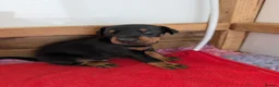 Dobermann dogs for sale: Beautiful KC Doberman Pups - Advert 7
