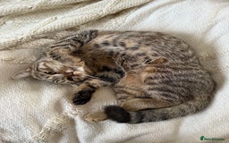 Mixed Breed cats for sale: Two Female Cats - Image 7