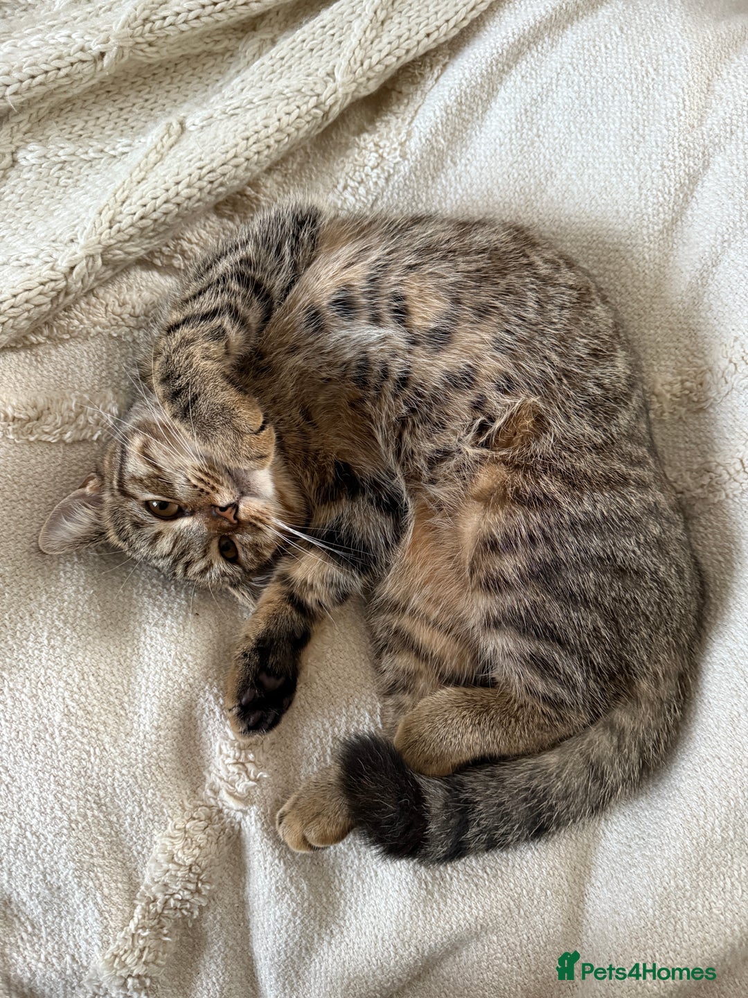 Mixed Breed cats for sale: Two Female Cats - Image 7