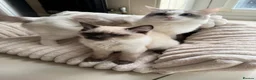 Ragdoll cats for sale: Ragdoll kitten  - Advert 1