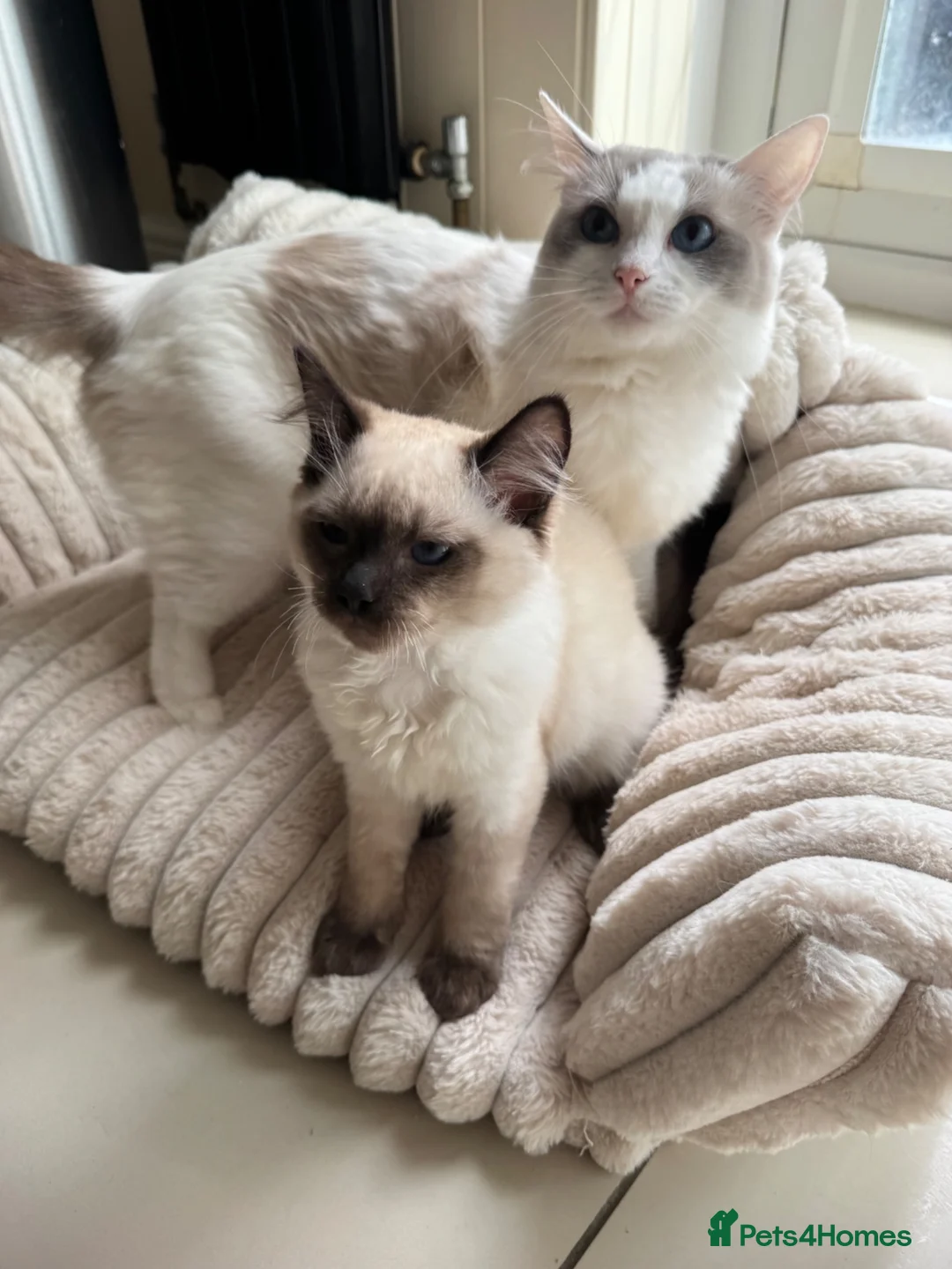 Ragdoll cats for sale: Ragdoll kitten  - Advert 1