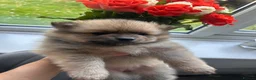 Pomeranian dogs for sale: Fluffy Pomeranian puppies 💖 - Advert 13