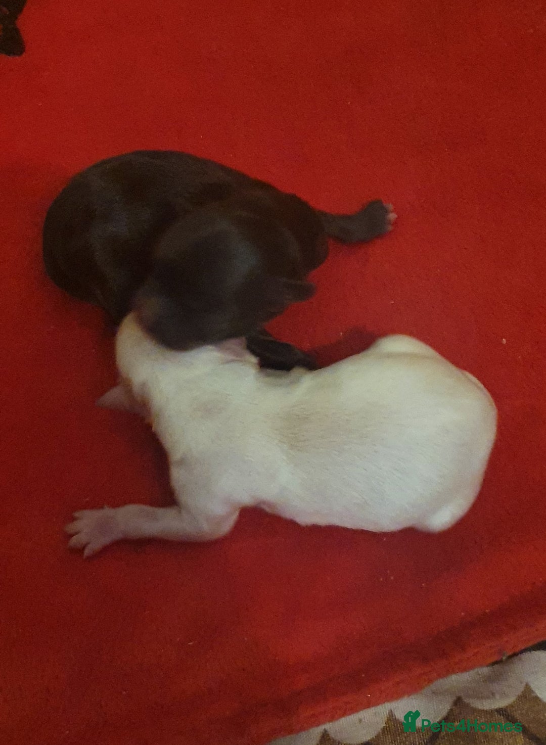 Chihuahua dogs for sale: Beautiful Long-Haired Chihuahua Puppies - Advert 14