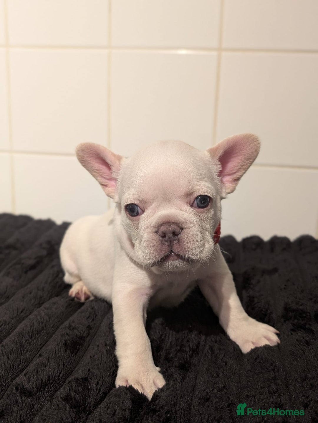 French Bulldog dogs for sale: 6 lovely French bulldog puppies  - Advert 15