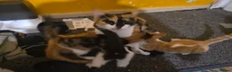 British Longhair cats for sale: 4 cute little kittins in Glasgow - Advert 2