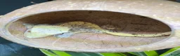 Mixed Breed rabbits for sale: Baby crested geckos for sale in Bedford - Advert 5