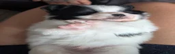 Pomchi dogs for sale: Stunning Pomchi babies - Advert 18