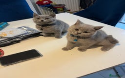 British Shorthair cats for sale: Beautiful  lilac and blue kittens 2 boys 1 girl - Image 27