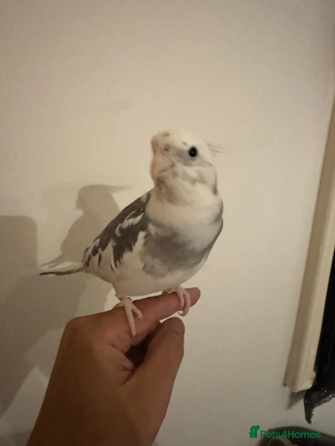 Cockatiels birds for sale: 1 year cockatiel - Advert 2