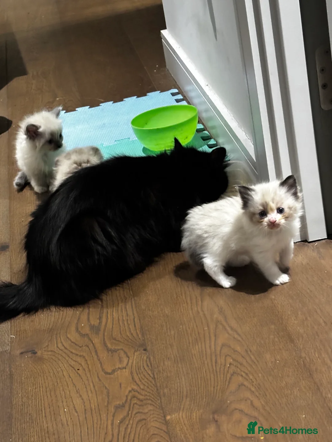 Ragdoll cats for sale: Premium Siberian × Ragdoll Kittens - Advert 1