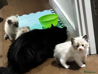 Ragdoll cats Premium Siberian × Ragdoll Kittens - Advert 1