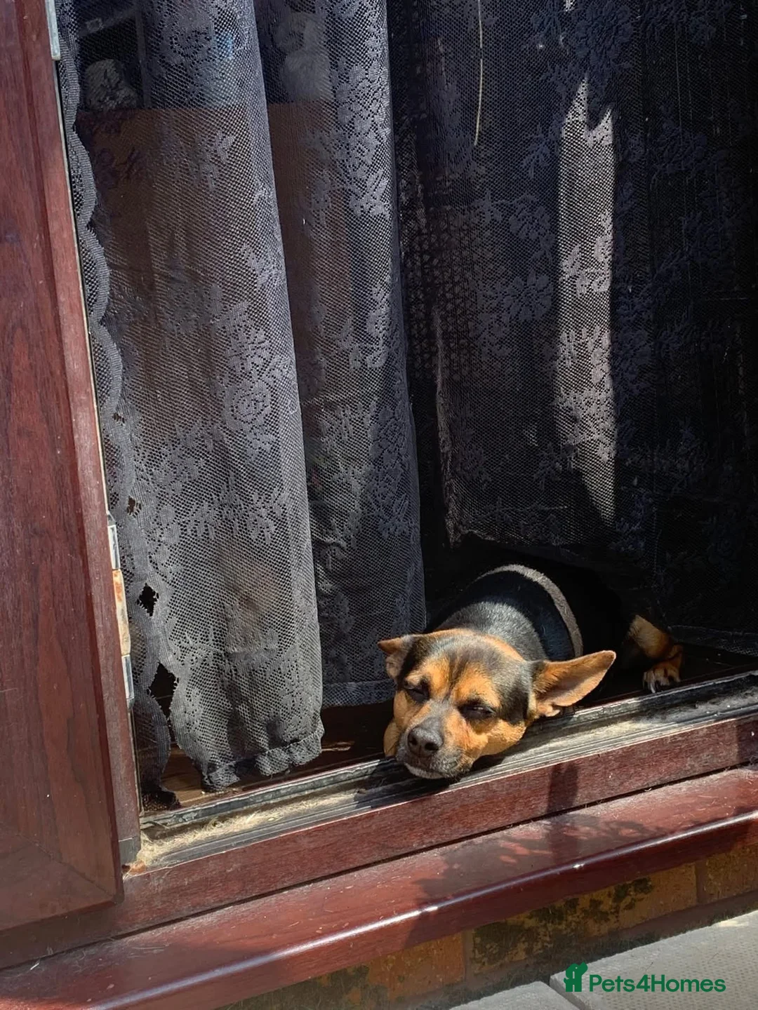 Mixed Breed dogs for sale: 5 year old JRT x Chihuahua for sale  - Advert 5