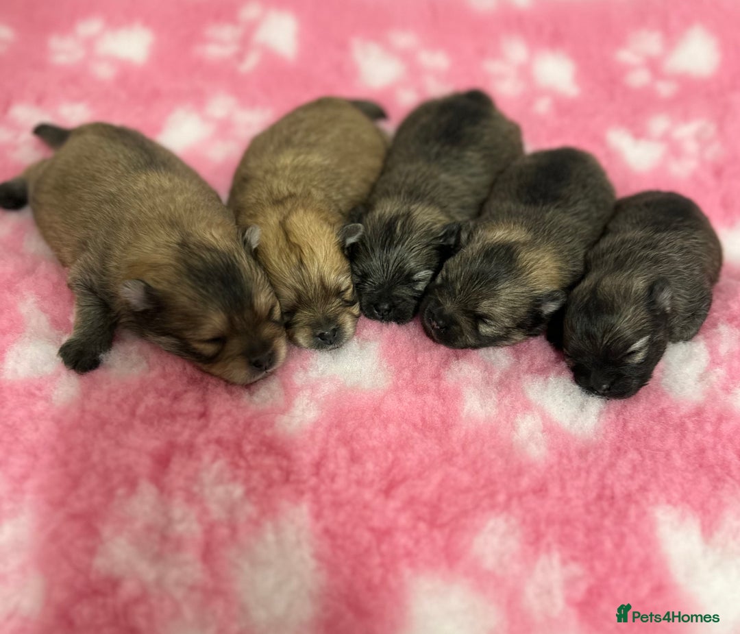 Pomeranian dogs for sale: GORGEOUS POMERANIAN PUPPIES 🐶🐶🐶🐶🐶 - Advert 40