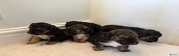 Mixed Breed dogs for sale: Terrier x poodle puppies  - Advert 3