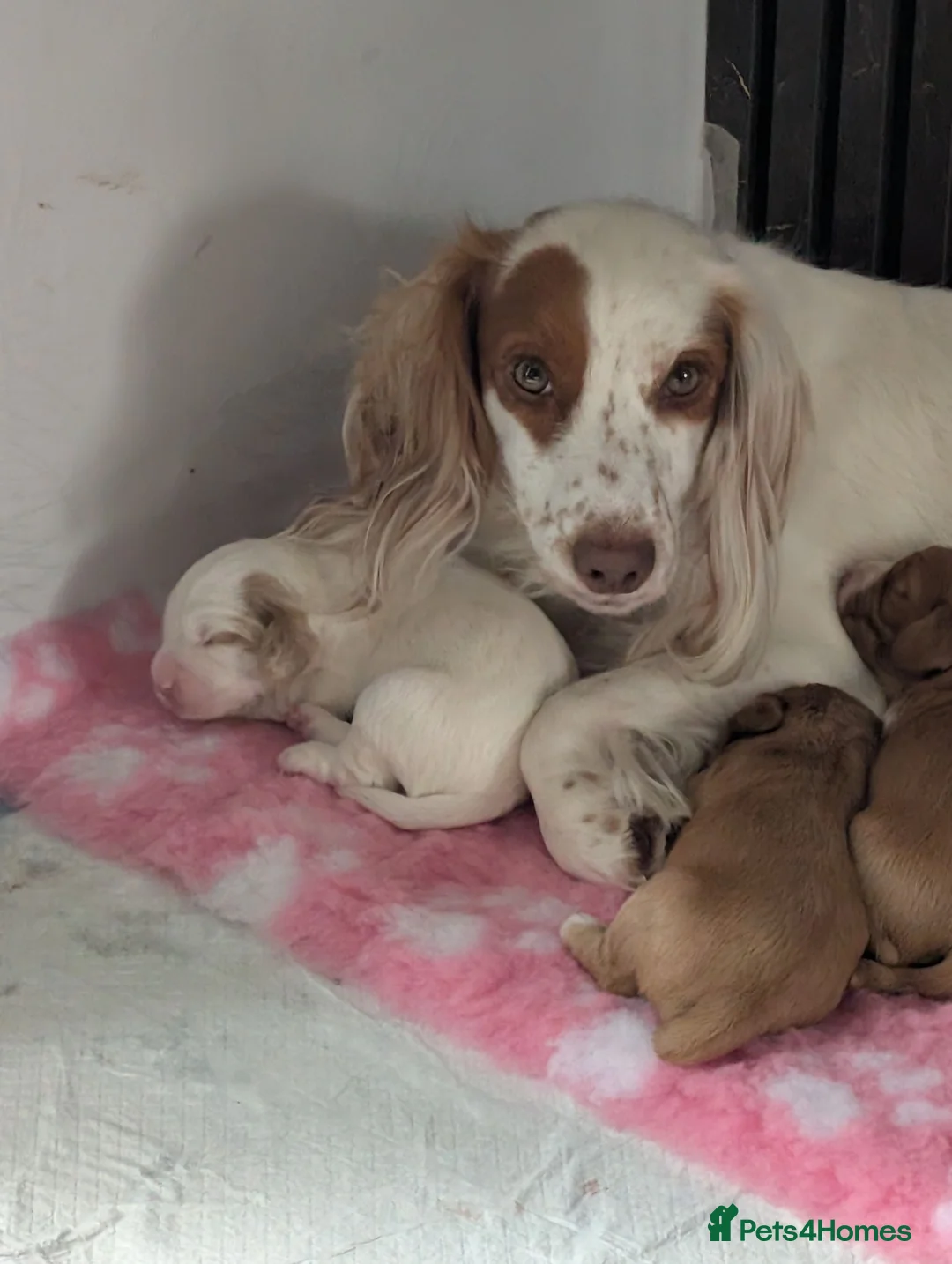 Cocker Spaniel dogs for sale: cocker  in Leamington Spa - Advert 1