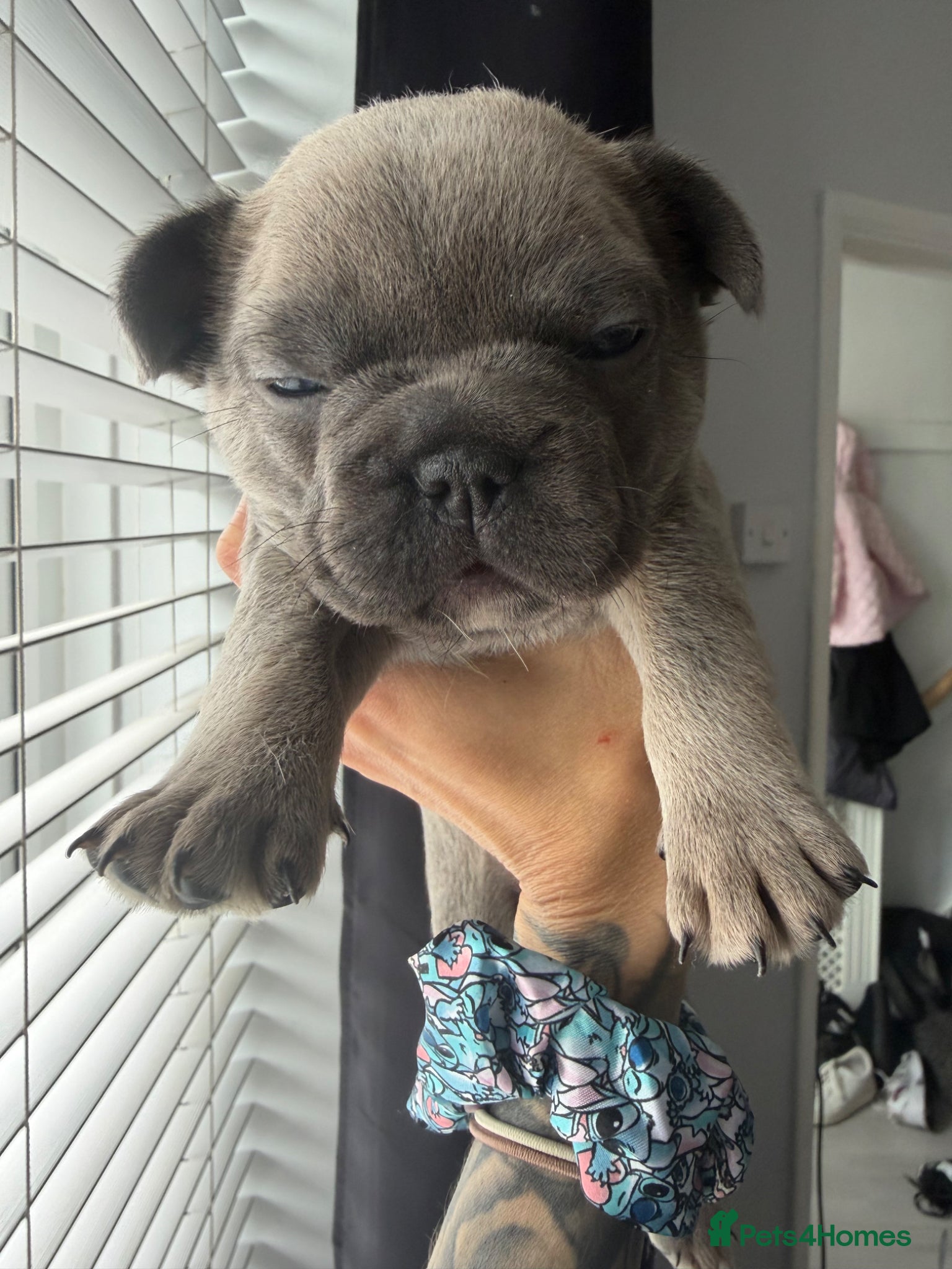 French Bulldog dogs for sale: 🐾 French Bulldog Puppies Available 🐾 in South Ockendon - Advert 13