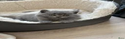 Scottish Fold cats for sale: Beautiful Scottish Fold Kittens in Bognor Regis - Advert 10
