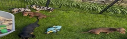 Dachshund dogs for sale: 4 KC Standard Long Haired Dachshund Puppies - Advert 8