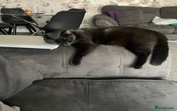 Domestic Shorthair cats for sale: Beautiful sisters looking for a new home  - Image 4