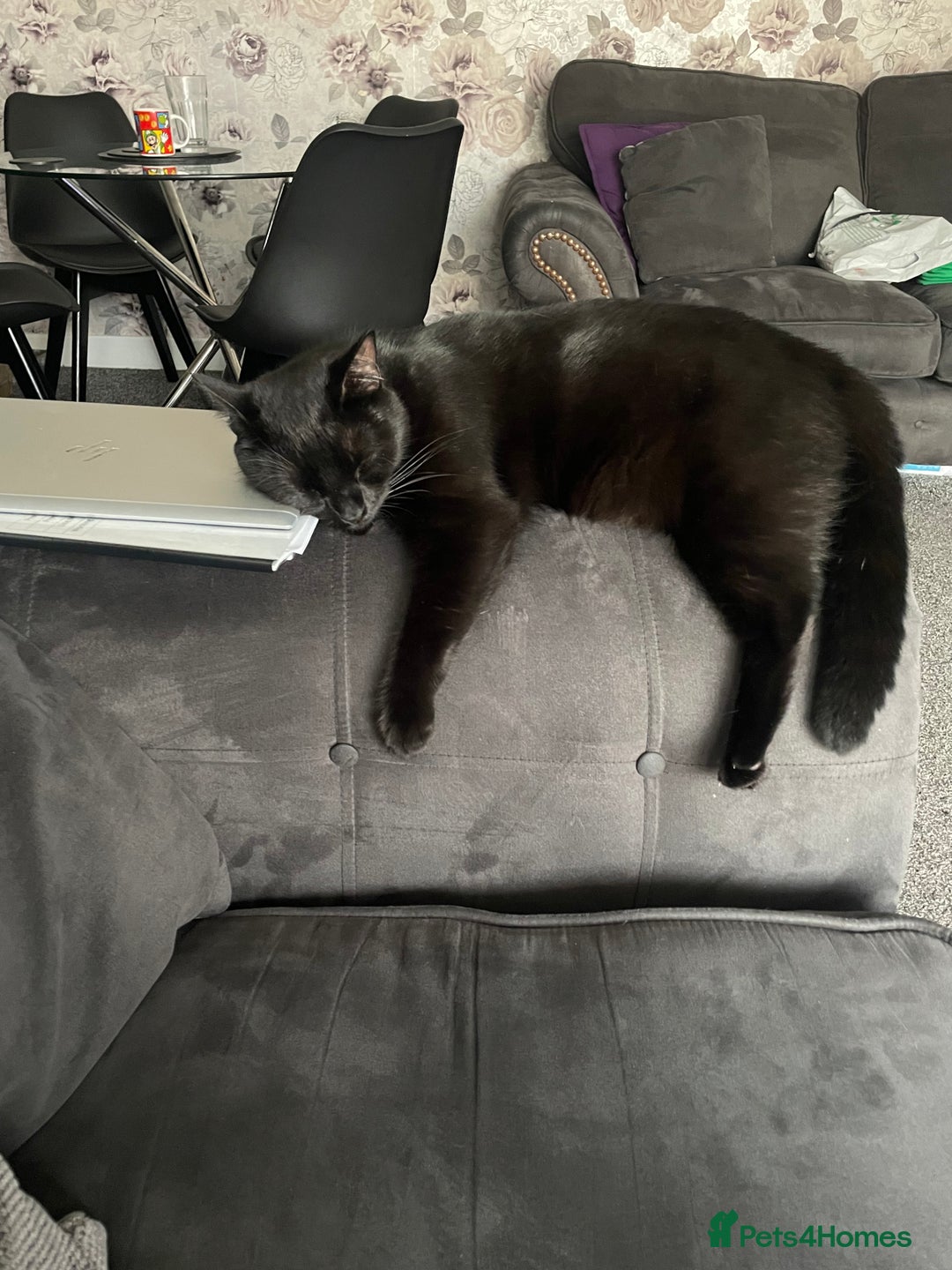 Domestic Shorthair cats for sale: Beautiful sisters looking for a new home  - Image 4