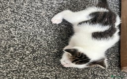 Mixed Breed cats for sale: Kittens - Image 4