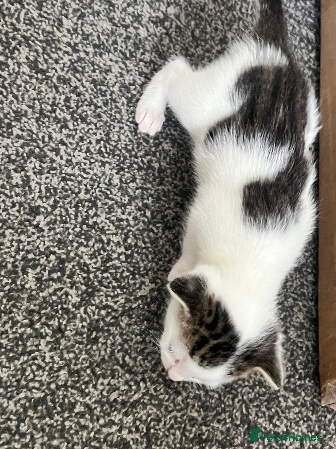 Mixed Breed cats for sale: Kittens - Image 4