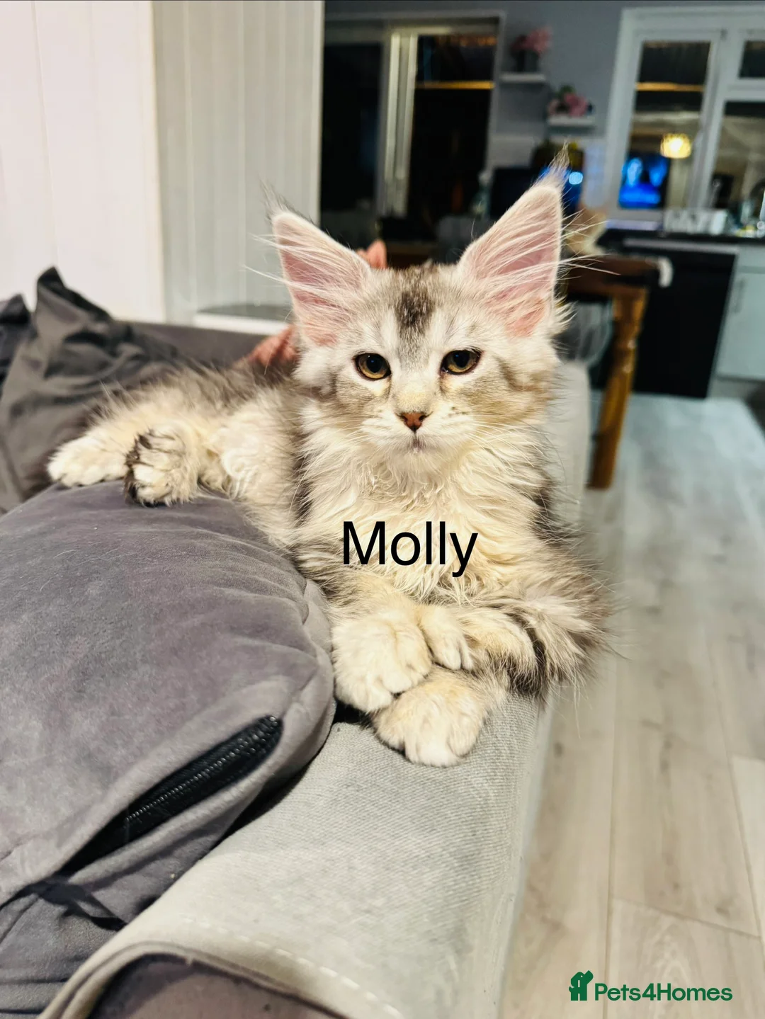 Maine Coon cats for sale: Maine coon polydactyls kittens DNA clear TICA reg - Advert 2