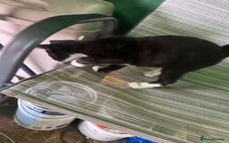 Mixed Breed cats for sale: Pistachio  - Image 4