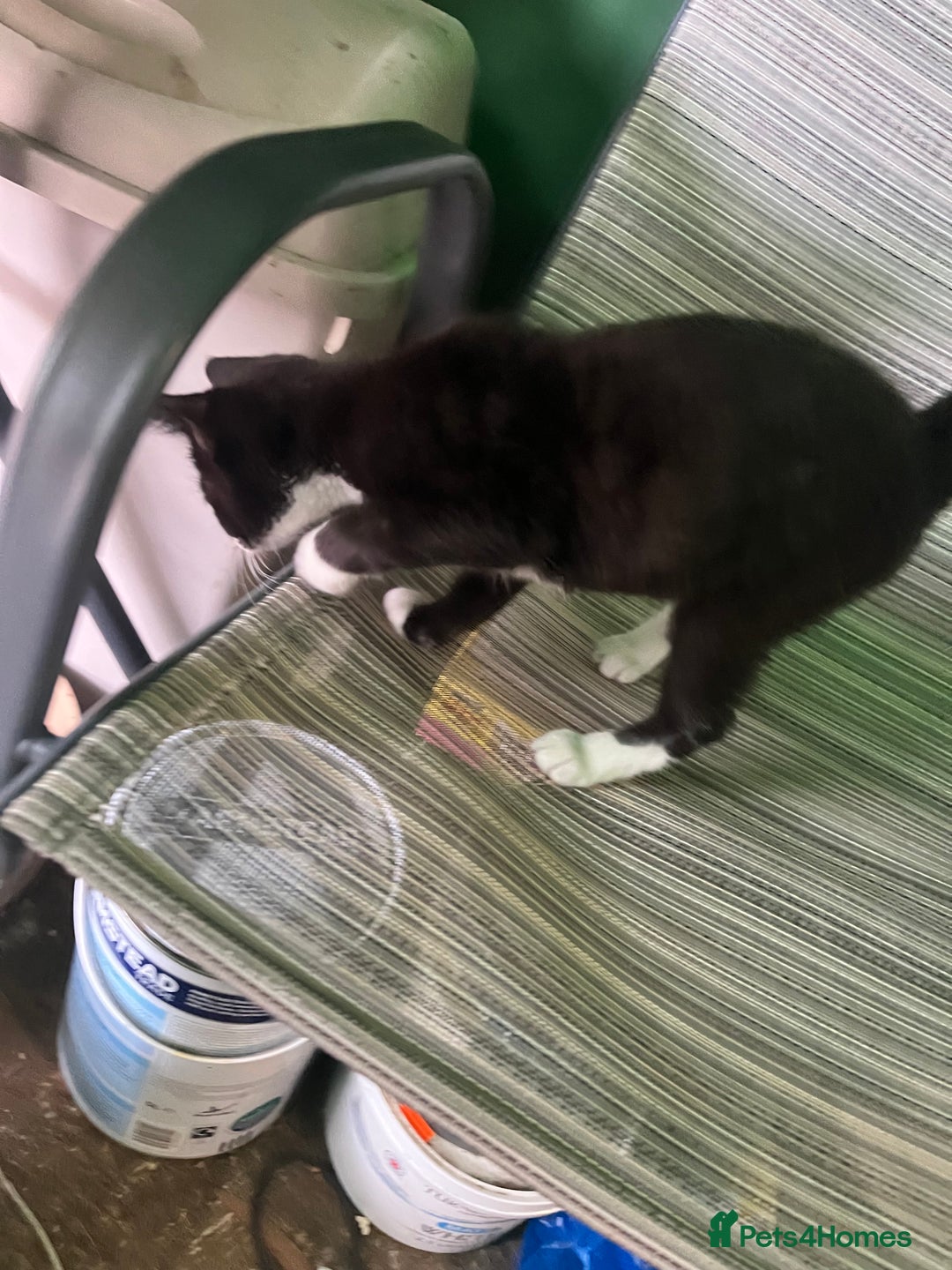 Mixed Breed cats for sale: Pistachio  - Image 4