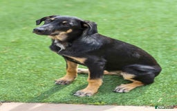 Mixed Breed dogs for adoption: Sweet Stella - reserved - Advert 2