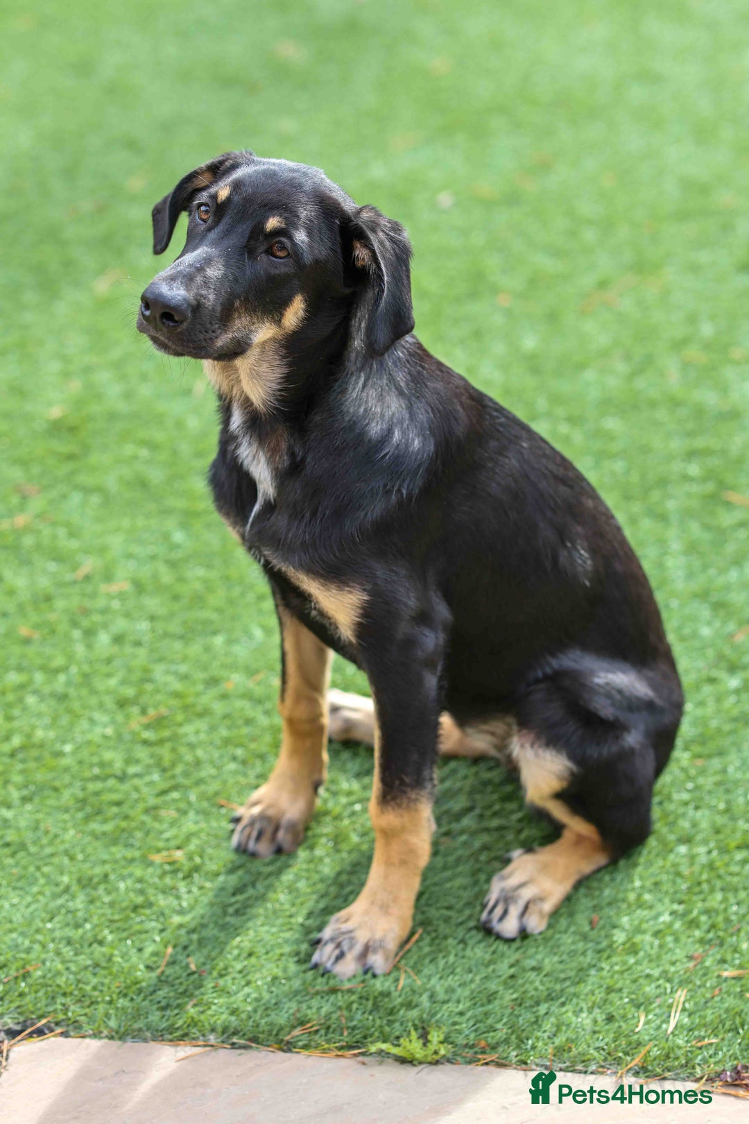 Mixed Breed dogs for adoption: Sweet Stella - reserved - Advert 2